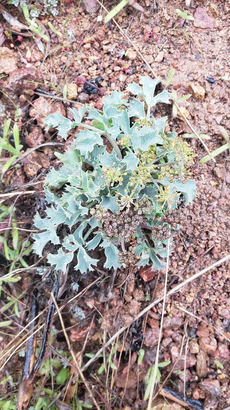 Napa Biscuitroot photo 2