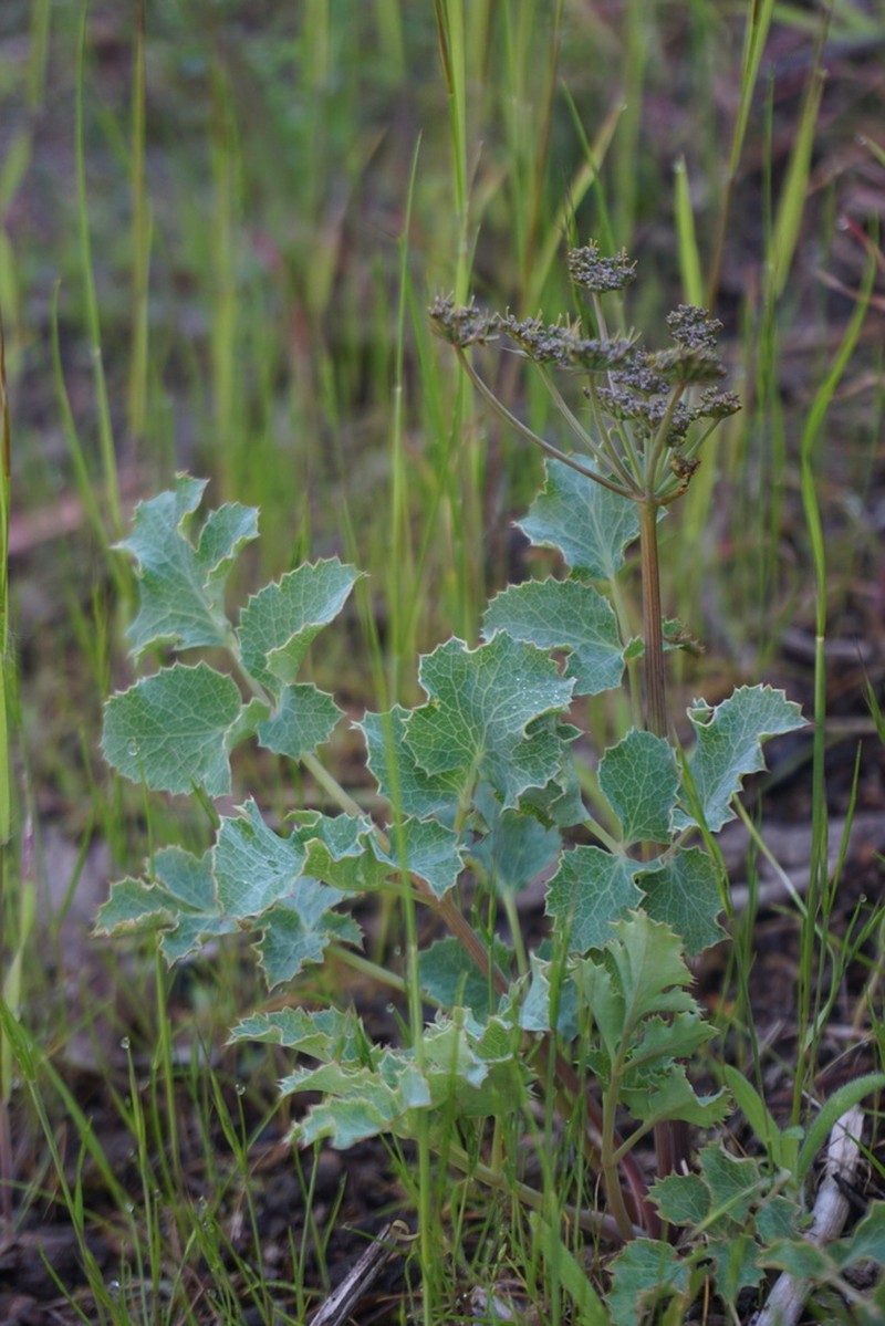 Napa Biscuitroot photo 3