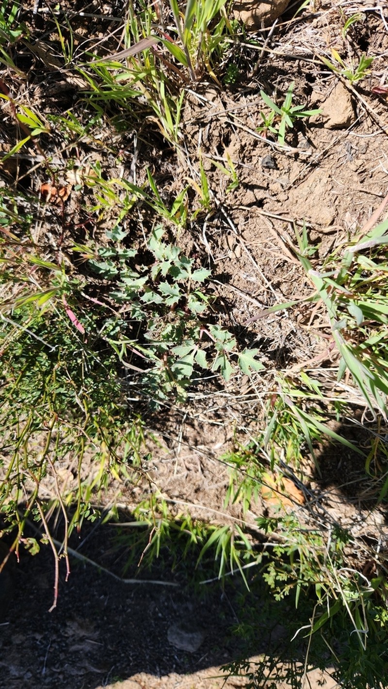 Napa Biscuitroot photo 4