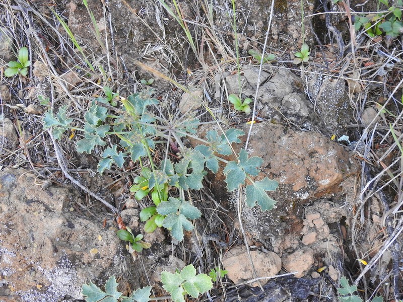 Napa Biscuitroot photo 5