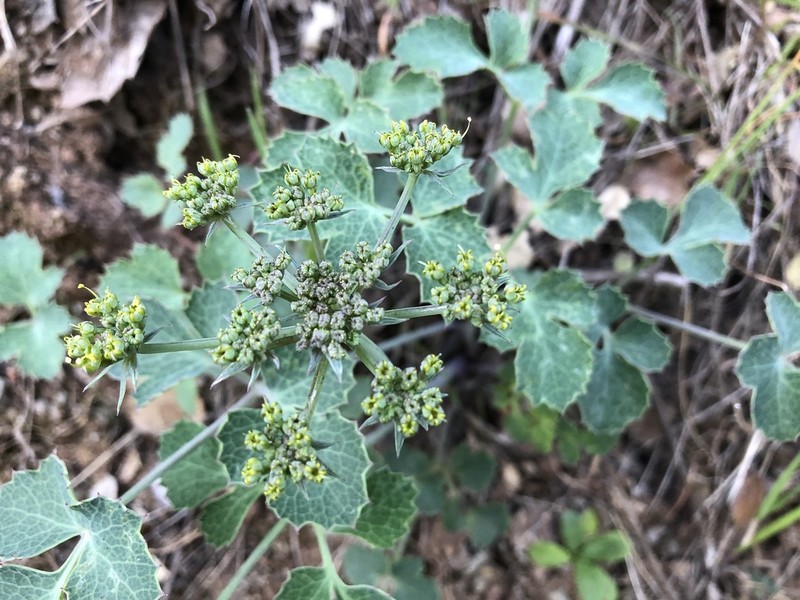 Napa Biscuitroot photo 6