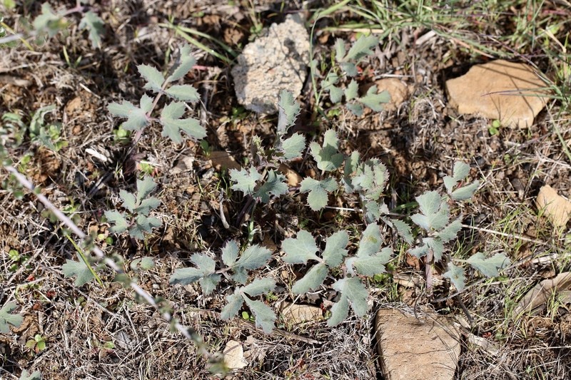 Napa Biscuitroot photo 7