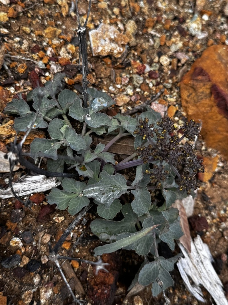Napa Biscuitroot photo 8
