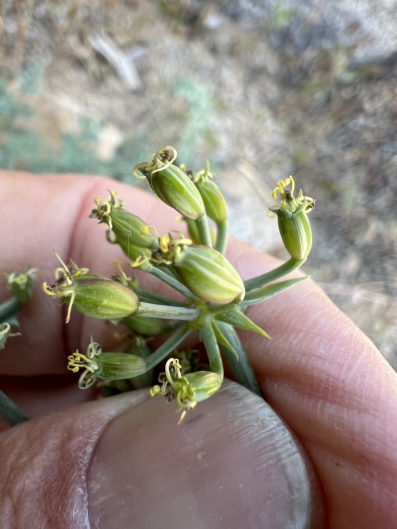 Big Pine Biscuitroot