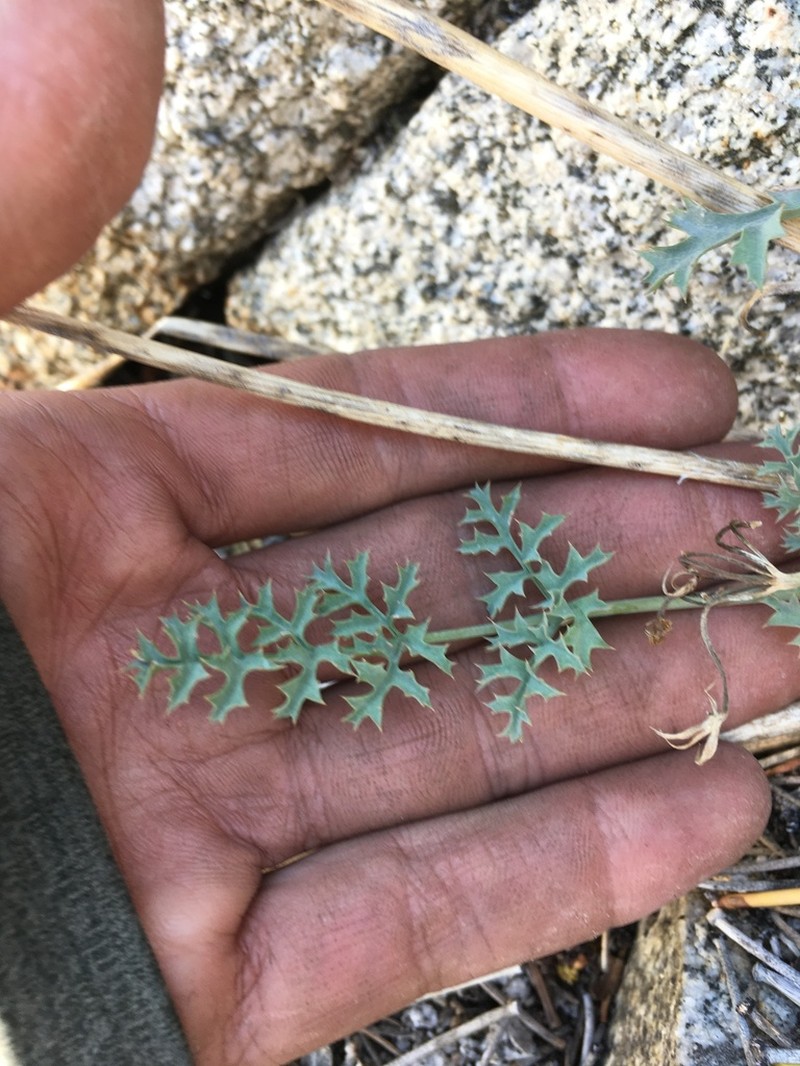 Big Pine Biscuitroot photo 5
