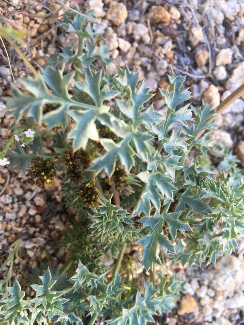 Big Pine Biscuitroot photo 6