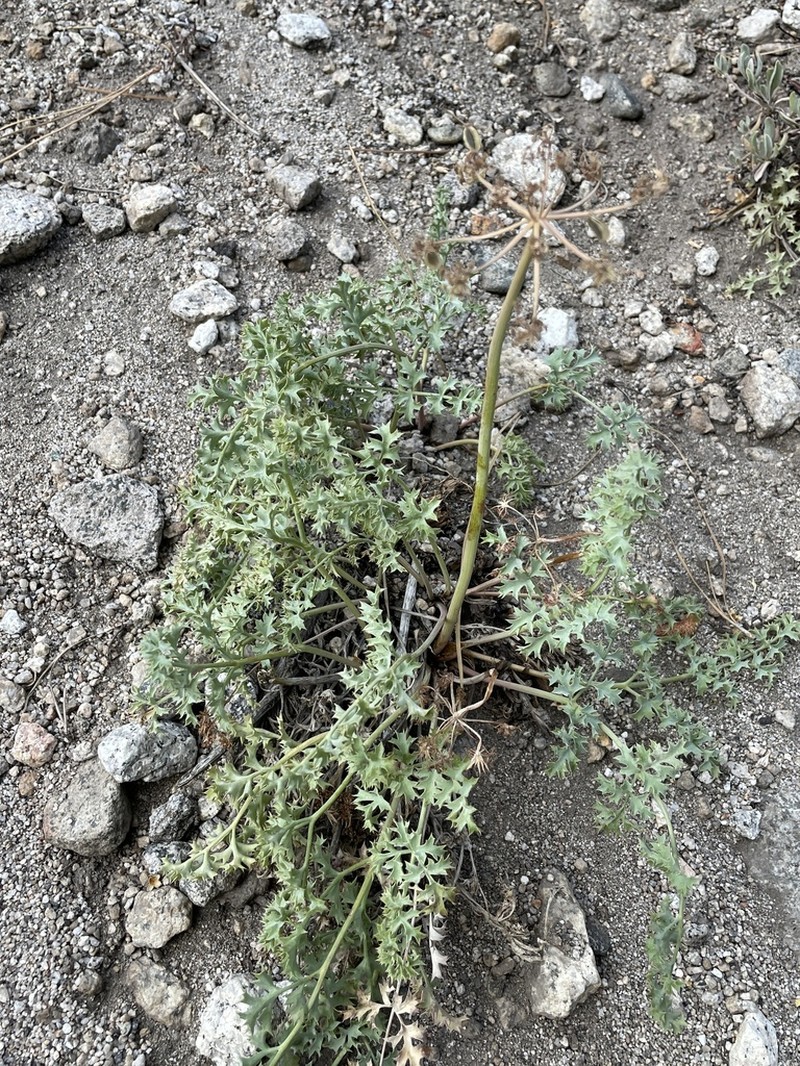 Big Pine Biscuitroot photo 7