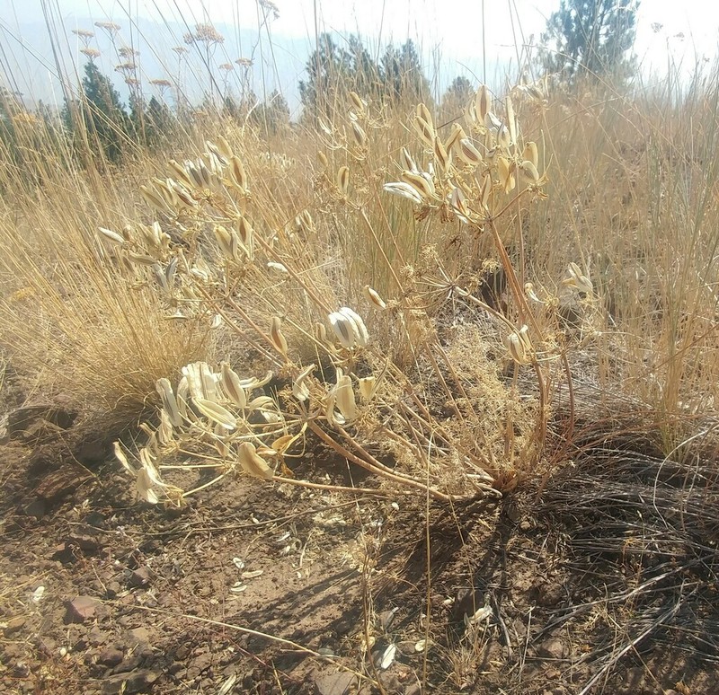 Rollins' Biscuitroot