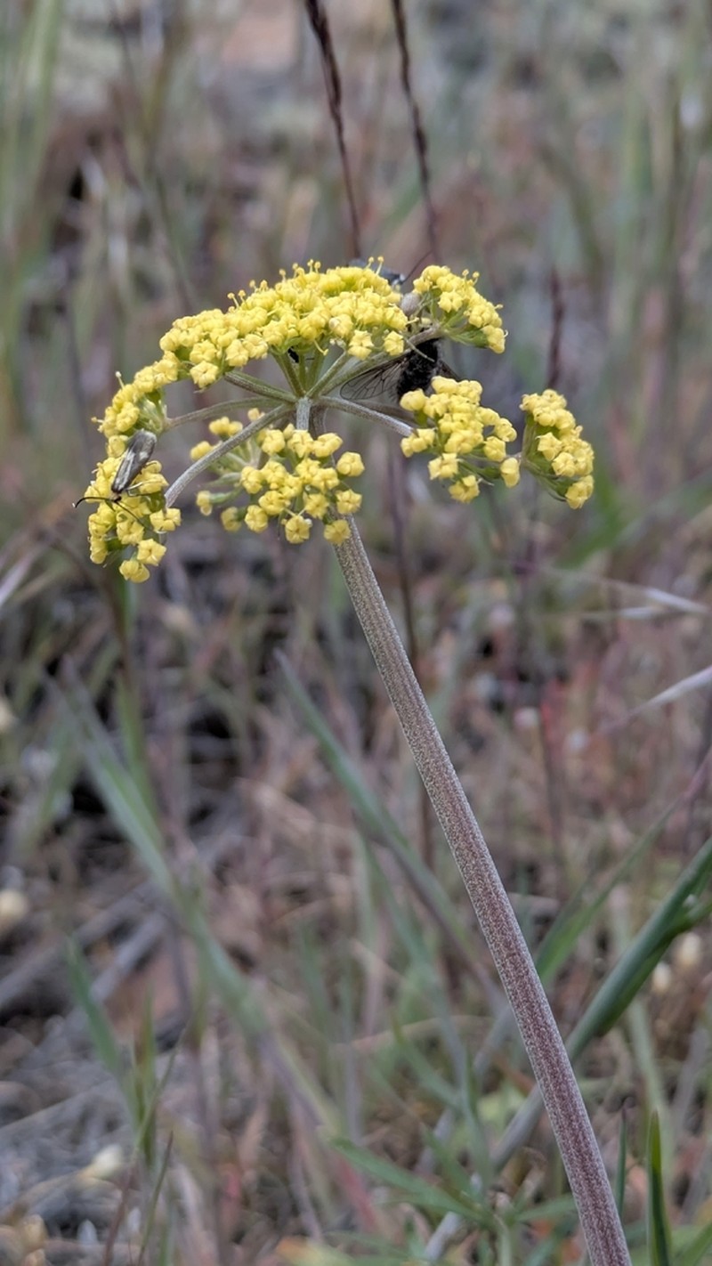 Rollins' Biscuitroot photo 2