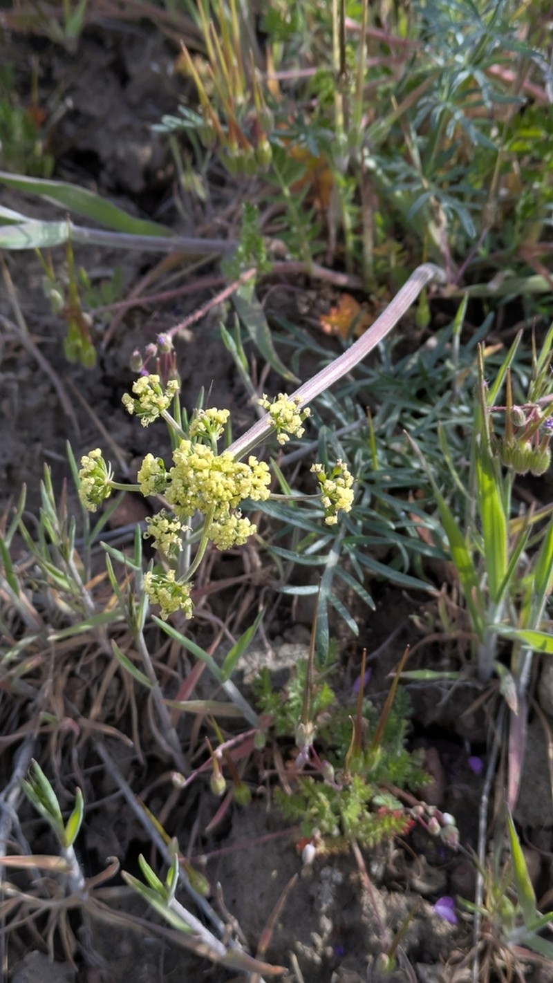 Rollins' Biscuitroot photo 3