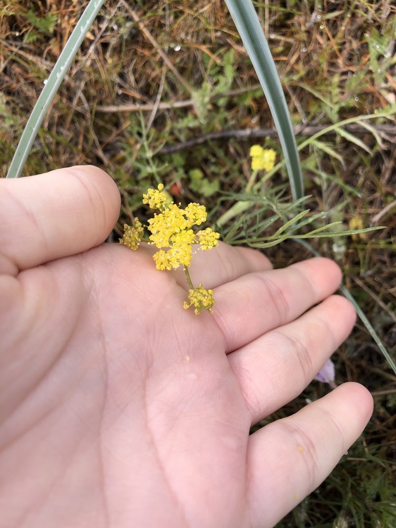 Rollins' Biscuitroot photo 4