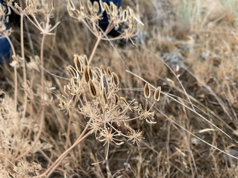 Rollins' Biscuitroot photo 5