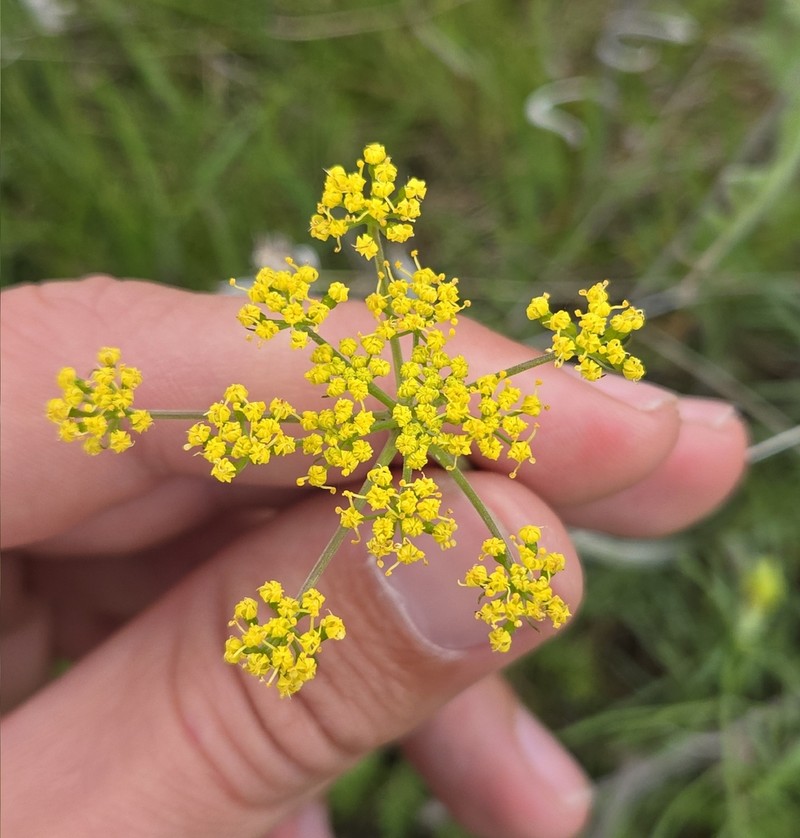 Rollins' Biscuitroot photo 6