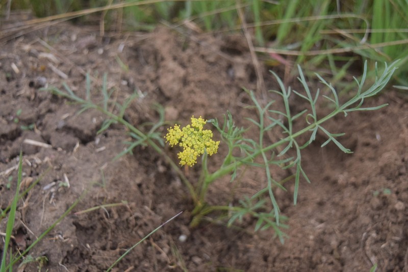 Rollins' Biscuitroot photo 7