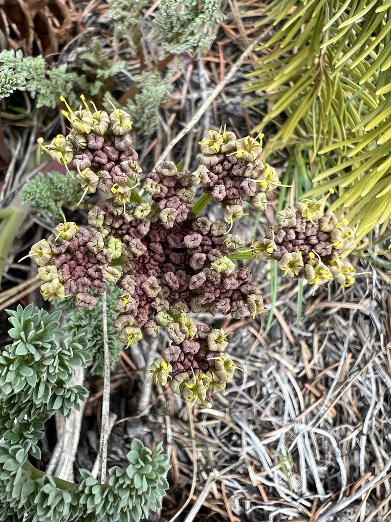 Lomatium roneorum
