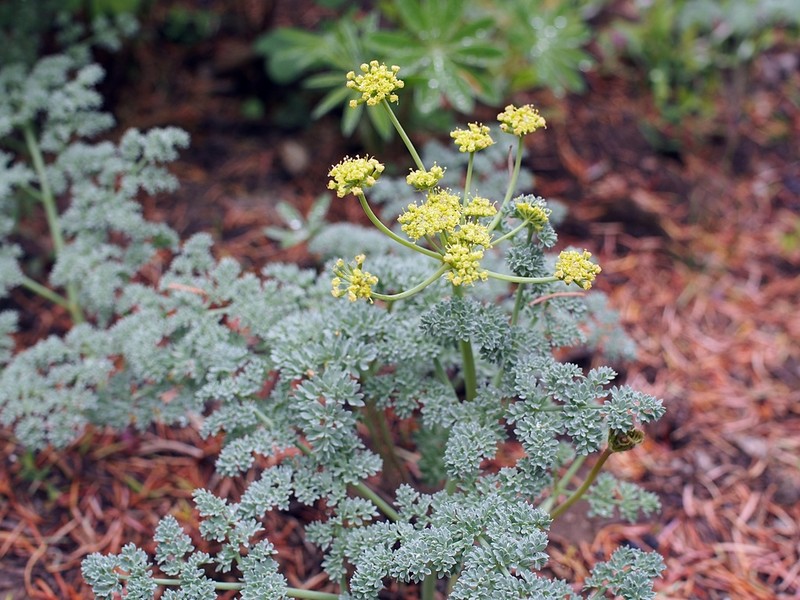 Lomatium roneorum photo 2