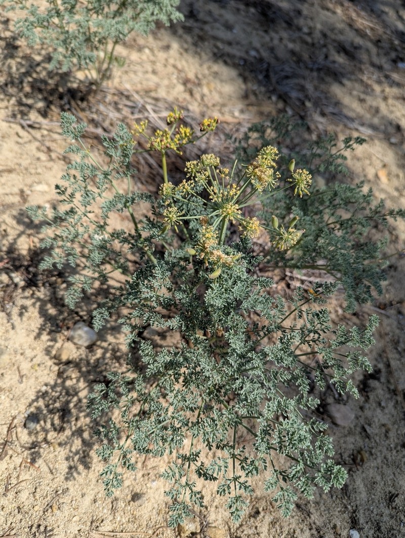 Lomatium roneorum photo 3