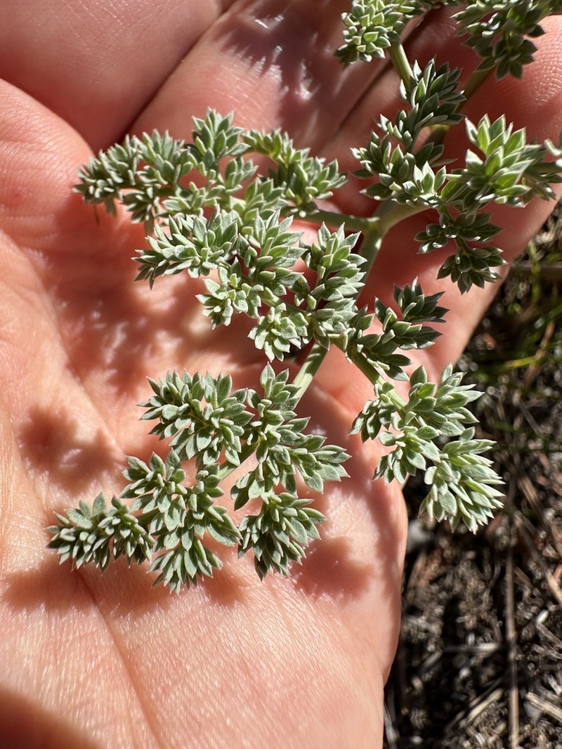Lomatium roneorum photo 4