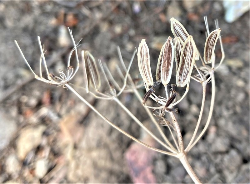 Lomatium roneorum photo 5