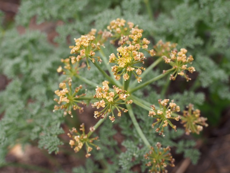 Lomatium roneorum photo 6