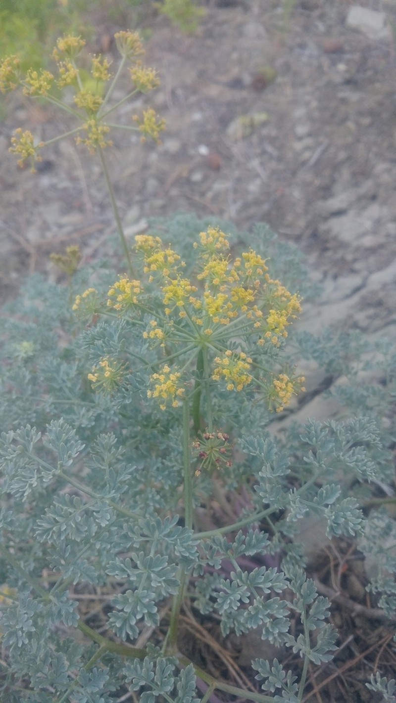 Lomatium roneorum photo 7