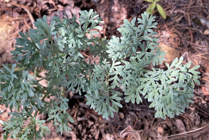 Lomatium roneorum photo 8