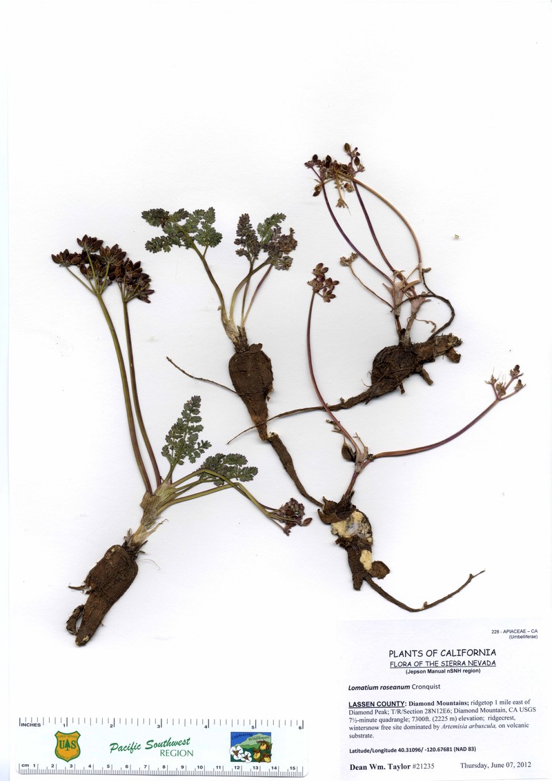 Biscuitroot