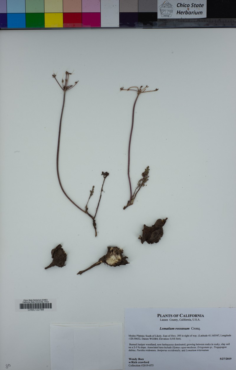 Biscuitroot photo 2