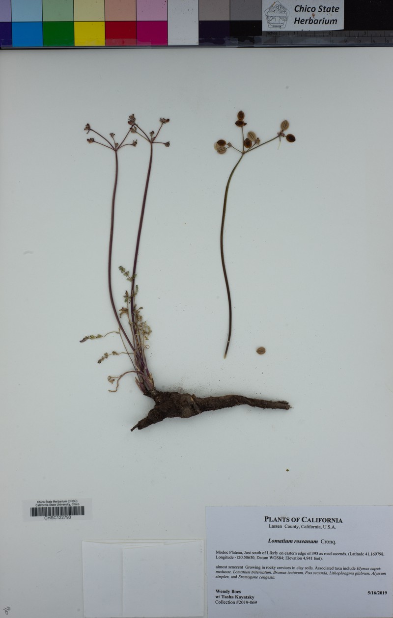 Biscuitroot photo 3