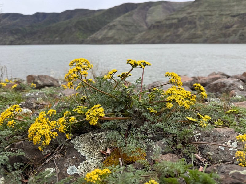 Salmonflower Biscuitroot