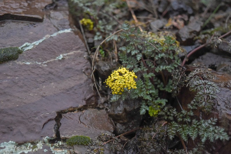 Salmonflower Biscuitroot photo 2