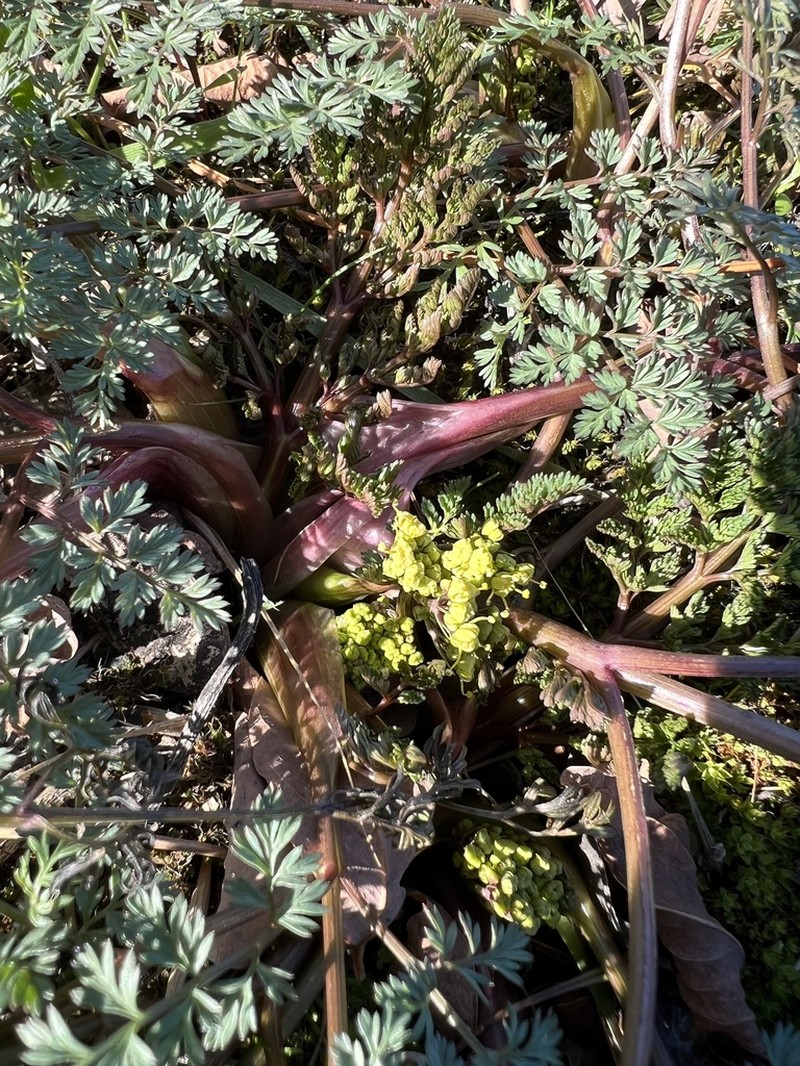 Salmonflower Biscuitroot photo 3