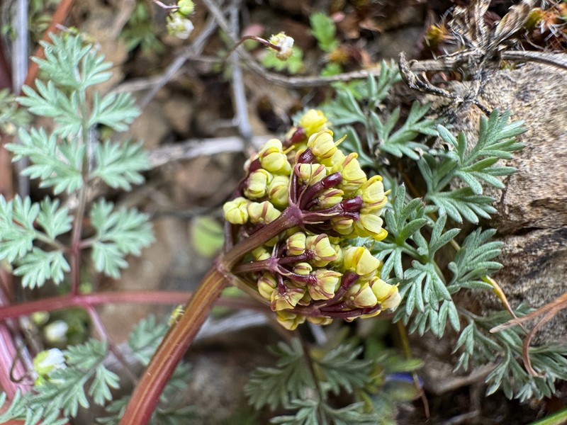 Salmonflower Biscuitroot photo 4