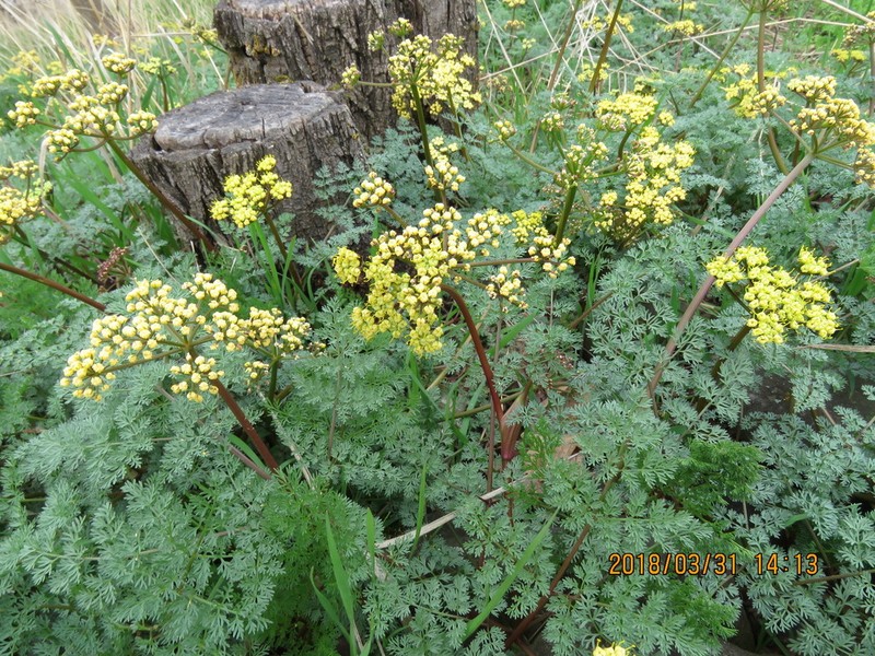 Salmonflower Biscuitroot photo 5