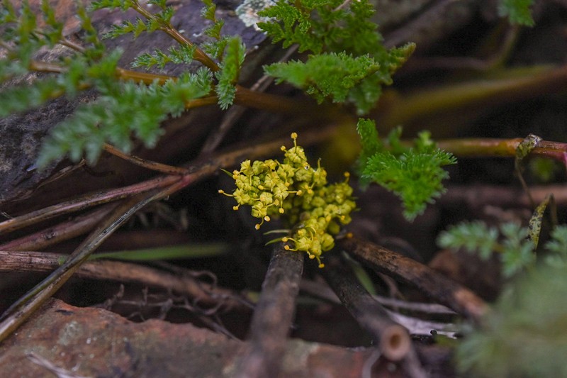 Salmonflower Biscuitroot photo 6