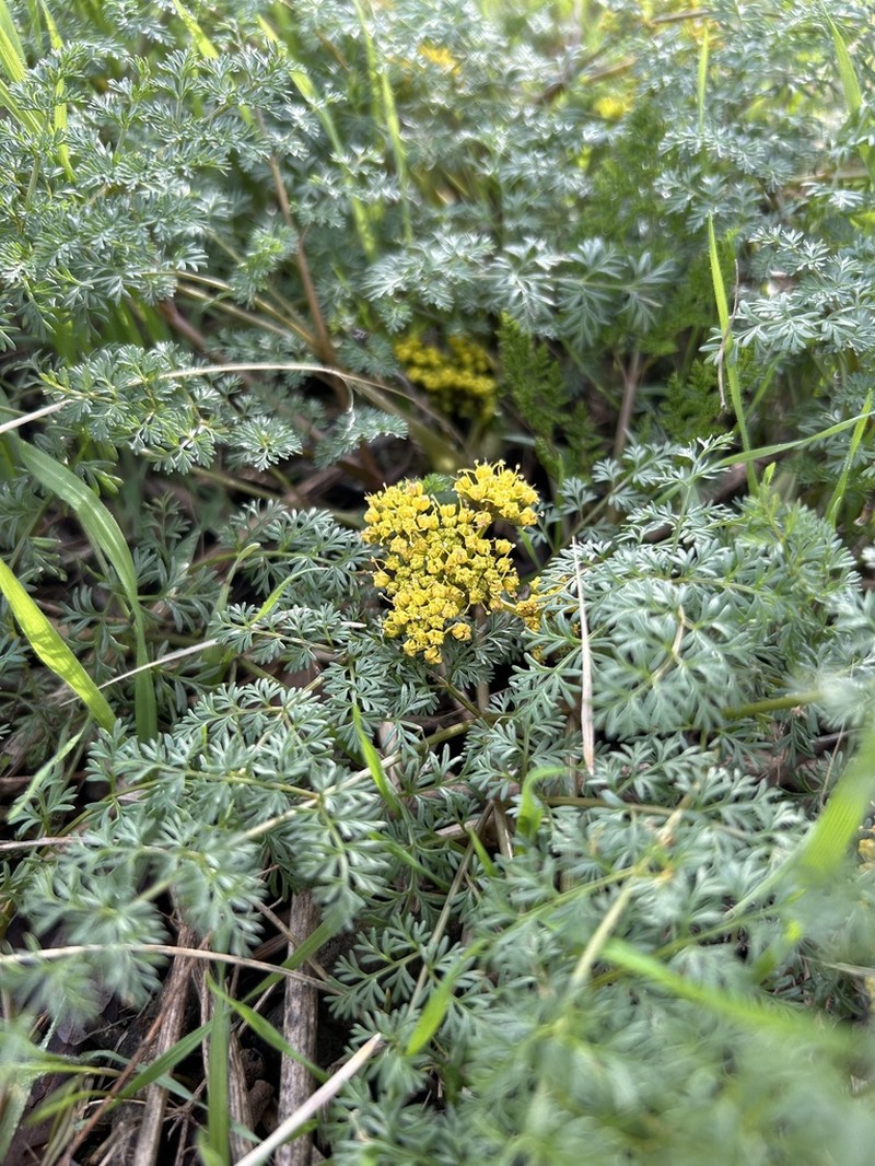 Salmonflower Biscuitroot photo 7