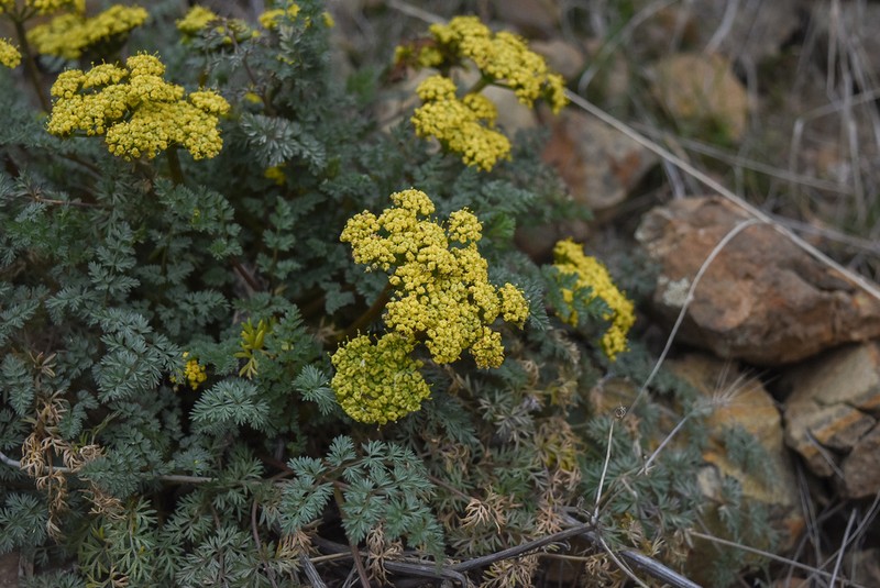 Salmonflower Biscuitroot photo 8