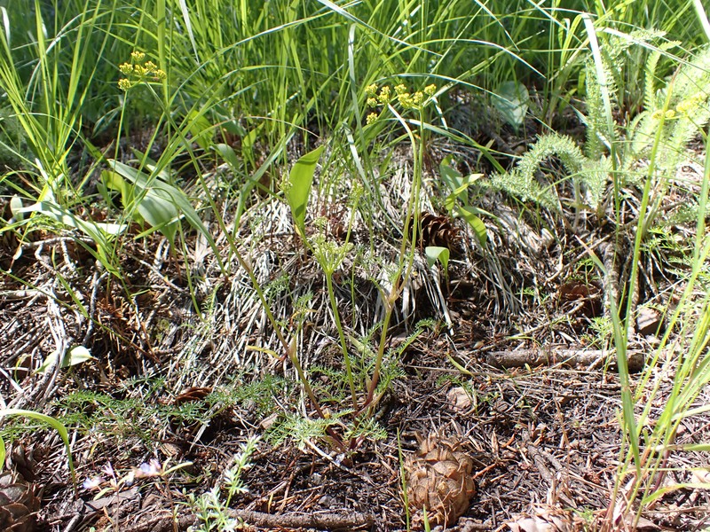 Sandberg's Biscuitroot photo 2