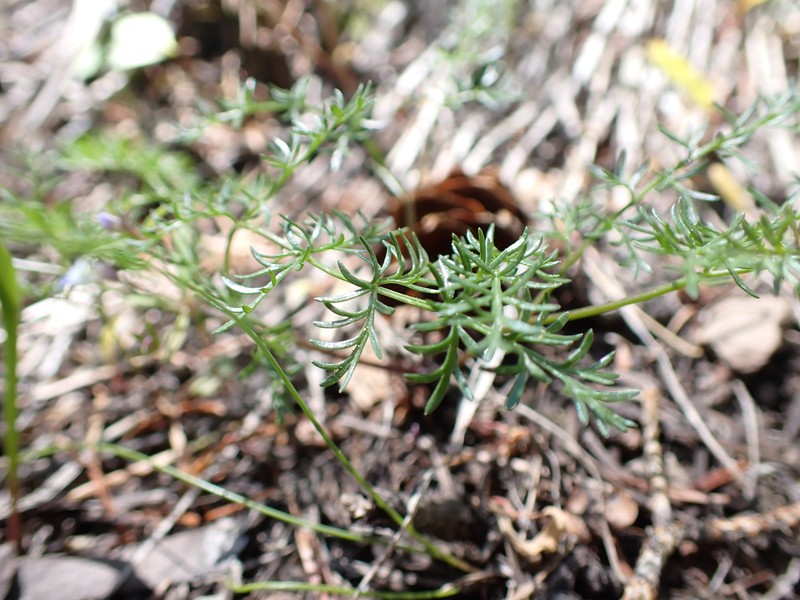 Sandberg's Biscuitroot photo 3