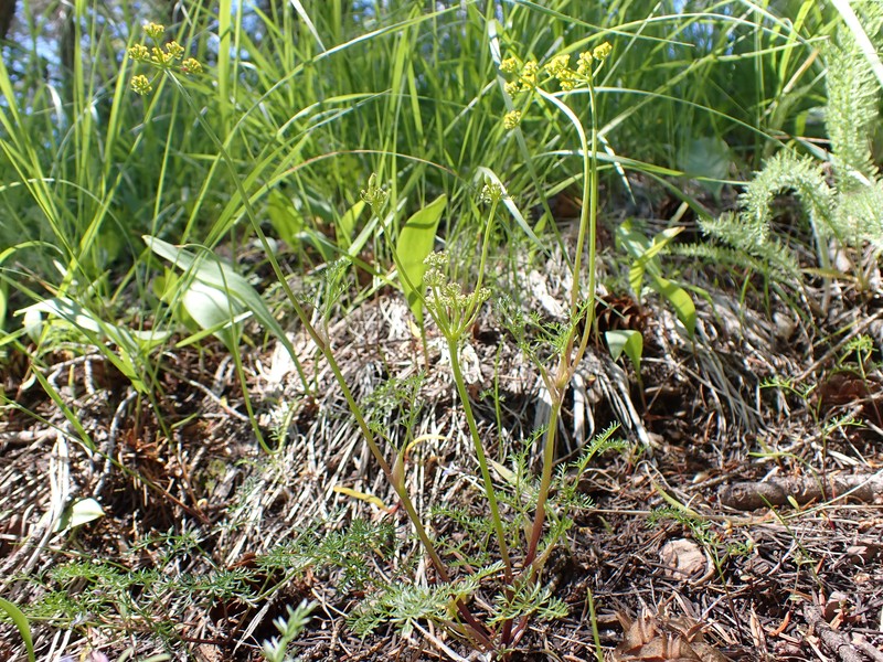 Sandberg's Biscuitroot photo 4
