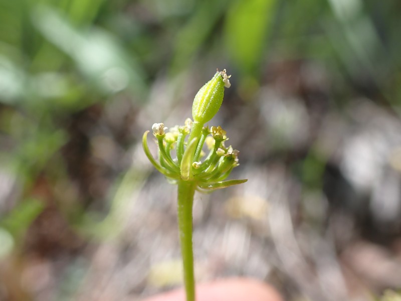 Sandberg's Biscuitroot photo 5
