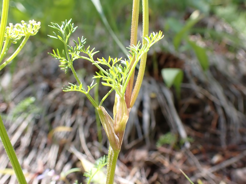Sandberg's Biscuitroot