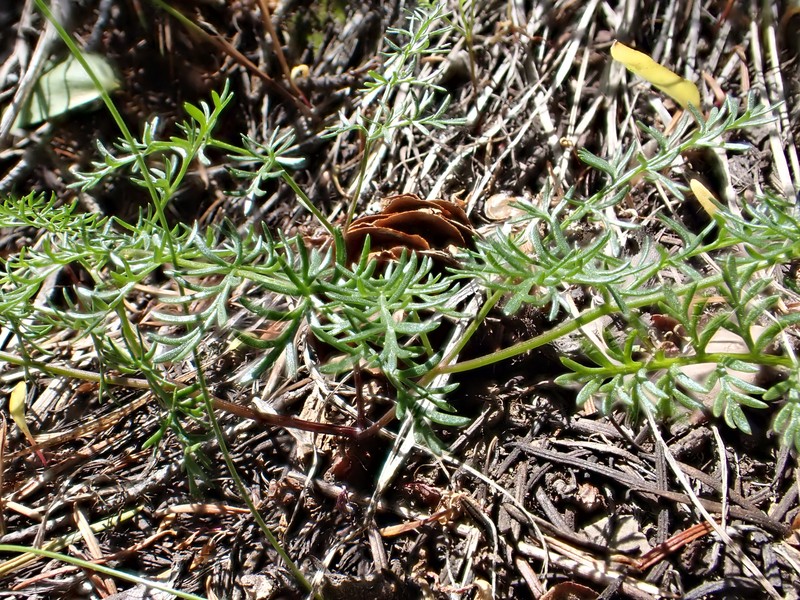 Sandberg's Biscuitroot photo 6