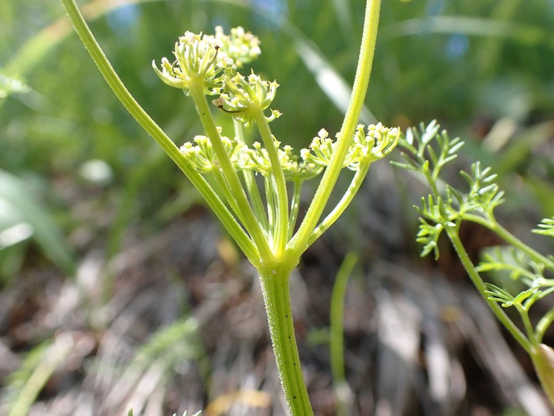 Sandberg's Biscuitroot photo 7
