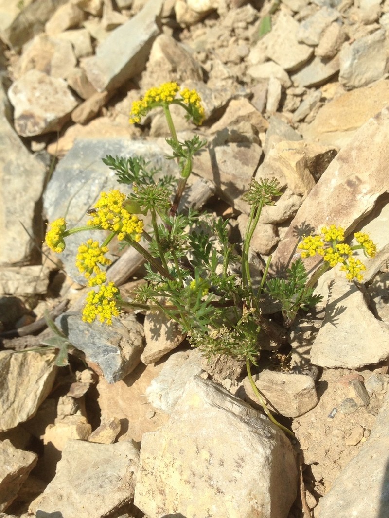 Sandberg's Biscuitroot