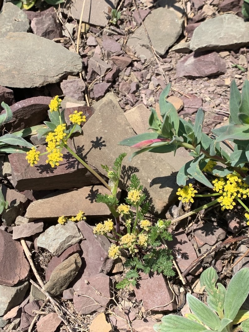Sandberg's Biscuitroot photo 2