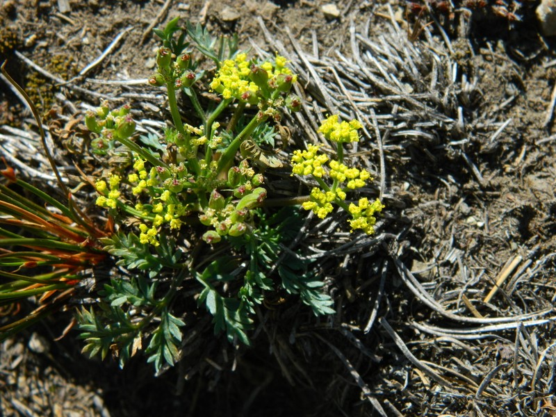 Sandberg's Biscuitroot photo 3