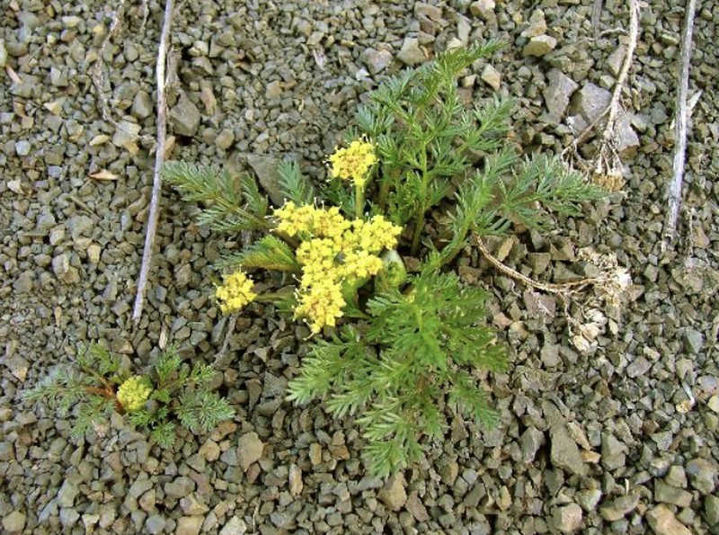 Sandberg's Biscuitroot photo 4