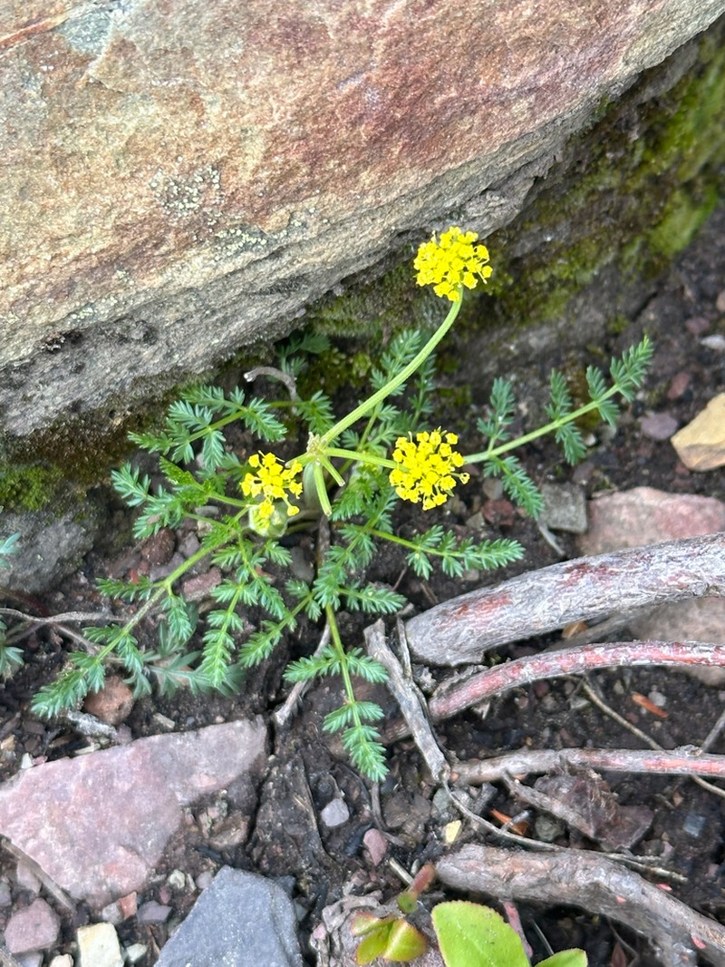 Sandberg's Biscuitroot photo 6