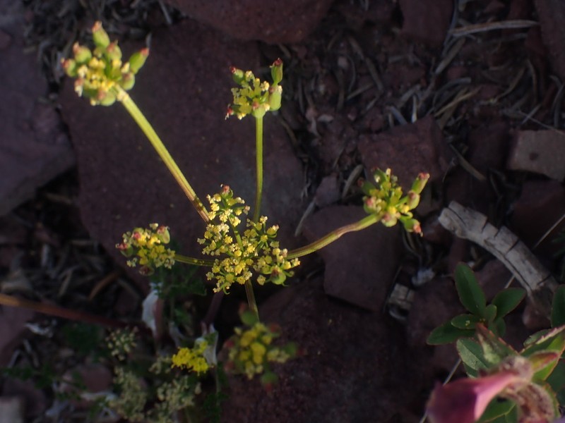 Sandberg's Biscuitroot photo 7